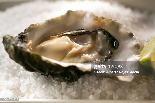 fresh raw oyster - afrodisíaco fotografías e imágenes de stock