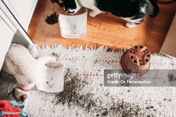 plant pot broken with ground spilled over the floor and the rug and cats nosing around - damaged carpet stock pictures, royalty-free photos & images
