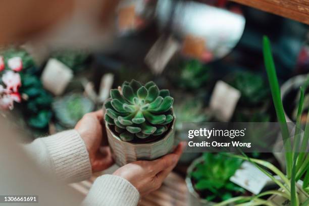 shopping for potted plants in store - plante verte photos et images de collection