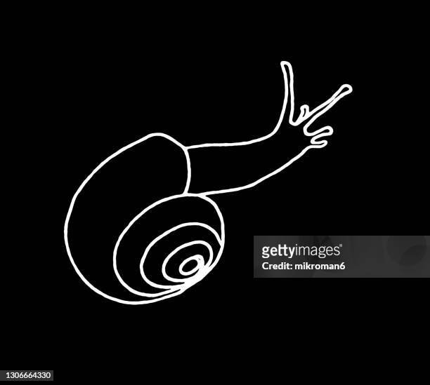 outline of snail - escólex imagens e fotografias de stock