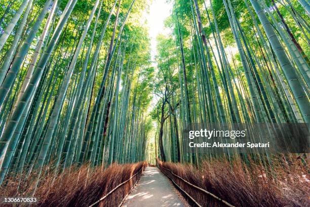 arashiyama bamboo grove in kyoto, japan - arashiyama imagens e fotografias de stock