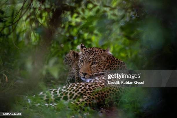 leopard with cub in the den - cub stock pictures, royalty-free photos & images