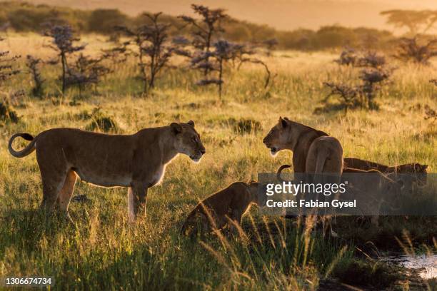 fierté des lions au lever du soleil - fauve photos et images de collection