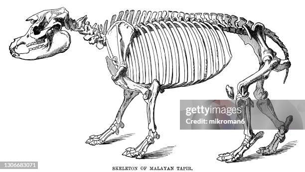 old engraved illustration of skeleton of the malayan tapir (acrocodia indica) - tapiro della malesia foto e immagini stock
