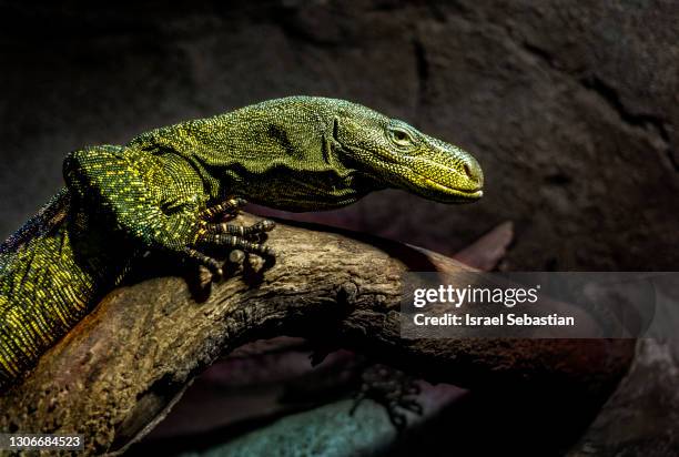 close-up view of a komodo dragon perched on a tree branch - komodo fotografías e imágenes de stock