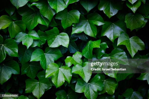 background of a green ivy leaves in a wall - 常春藤 個照片及圖片檔