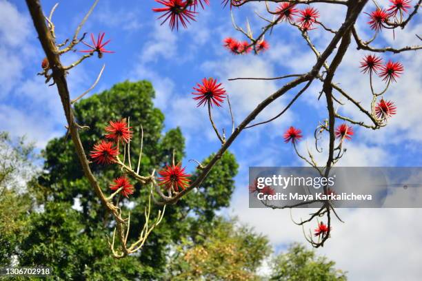 red flowers of erythrina tree - portugal, madeira island, funchal, plants and trees at santa catarina park, parque de santa catarina - erythrina caffra stock pictures, royalty-free photos & images