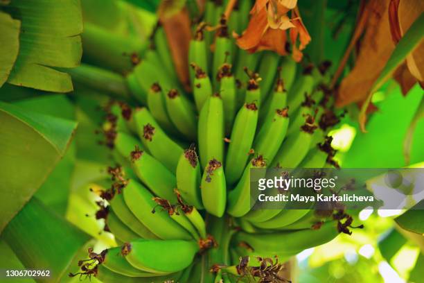 banana tree on the streets of funchal city, madeira island, atlantic ocean, portugal - funchal stock pictures, royalty-free photos & images