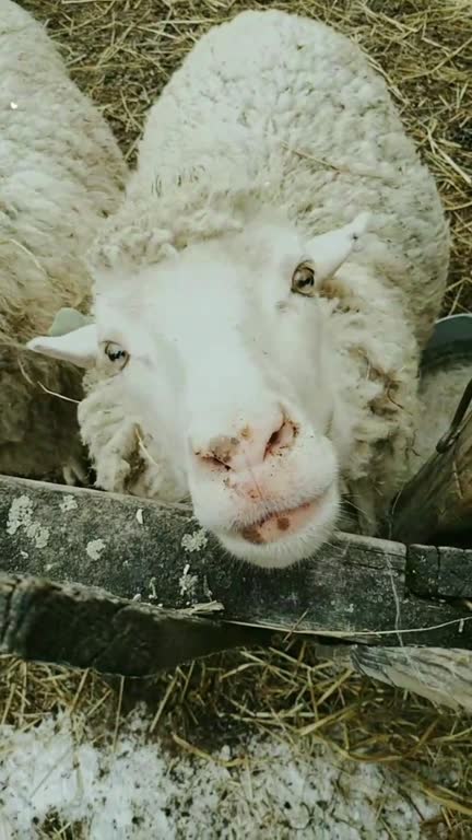 260 Funny Sheep Videos and HD Footage - Getty Images 260 Funny Sheep Videos and HD Footage - Getty Images