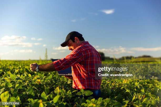 agricultor en cultivo de soja. - soja fotografías e imágenes de stock