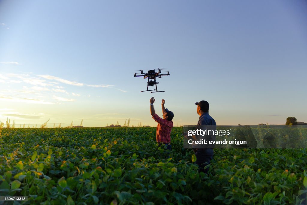 Drone in soybean crop.