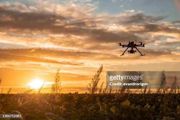 drone nel raccolto di soia. - agricoltura foto e immagini stock