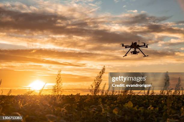 drone in soybean crop. - drone agriculture stock pictures, royalty-free photos & images