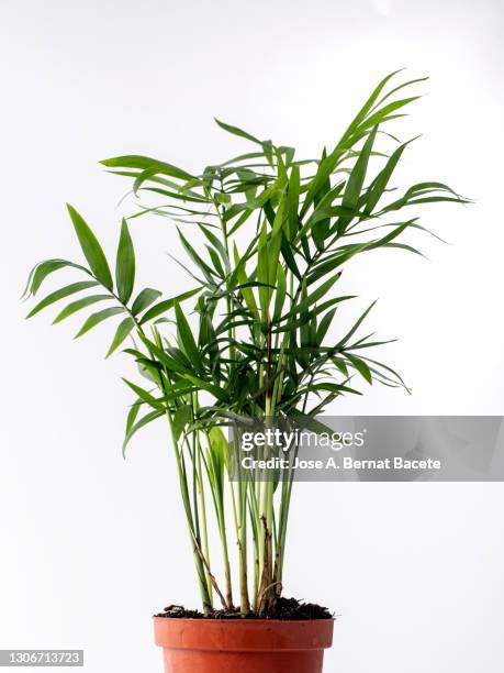 close-up of areca (chrysalidocarpus lutescens), arecaceae in a flowerpot on a white background cut-out. - betelpalme stock-fotos und bilder
