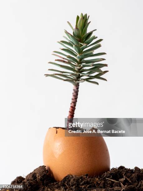 small tree that grows inside an egg shell as a pot, on a white background. - tannenzweig stock-fotos und bilder