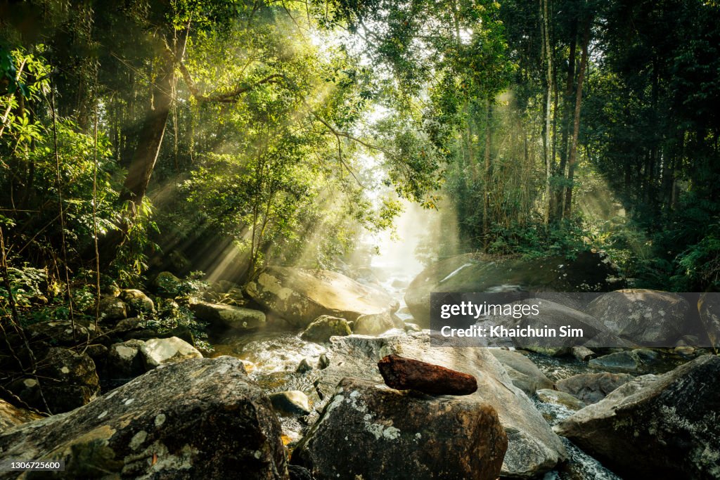 Sunlight shine trough trees in Tropical Jungle