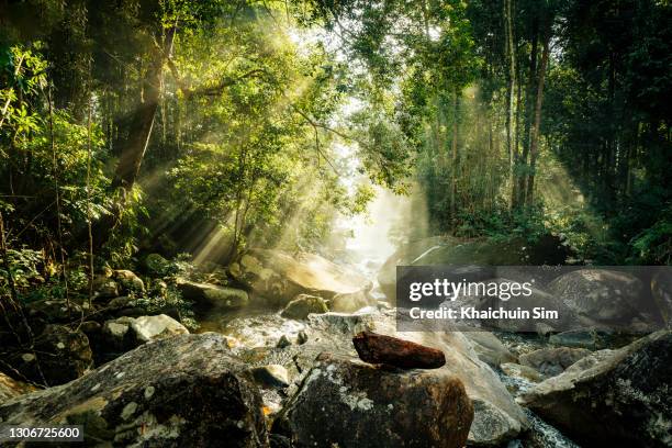 sunlight shine trough trees in tropical jungle - jungle stock-fotos und bilder