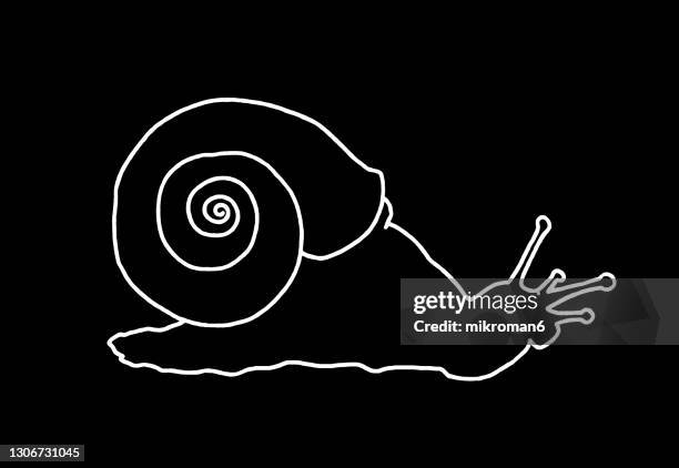 outline of snail - escólex imagens e fotografias de stock