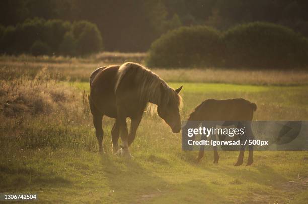 two horses grazing on the grassland - animal family ストックフォトと画像