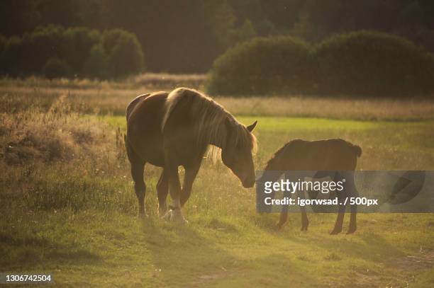 two horses grazing on the grassland - animal family stock pictures, royalty-free photos & images