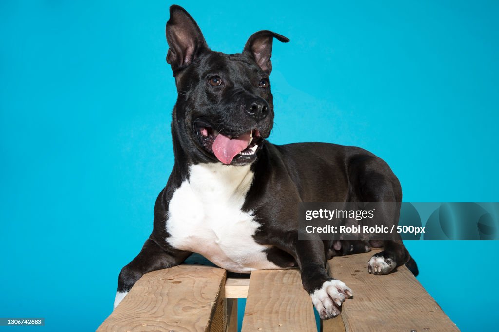 Close-up of pit bull terrier sitting on bench against blue background,Zagreb,Croatia