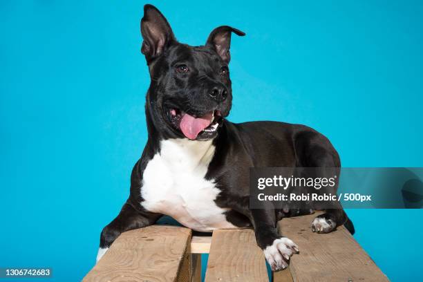 close-up of pit bull terrier sitting on bench against blue background,zagreb,croatia - american pit bull terrier stock-fotos und bilder