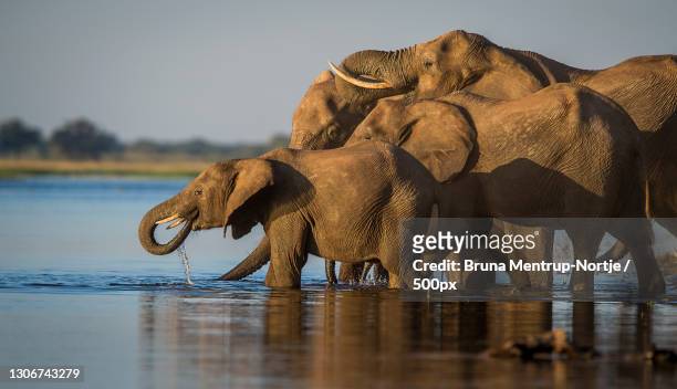 two elephants playing together,chobe national park,botswana - elephant trunk drink photos et images de collection