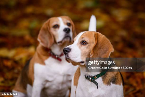 two dogs looking at each other,sunderland,united kingdom,uk - foxhound stock pictures, royalty-free photos & images