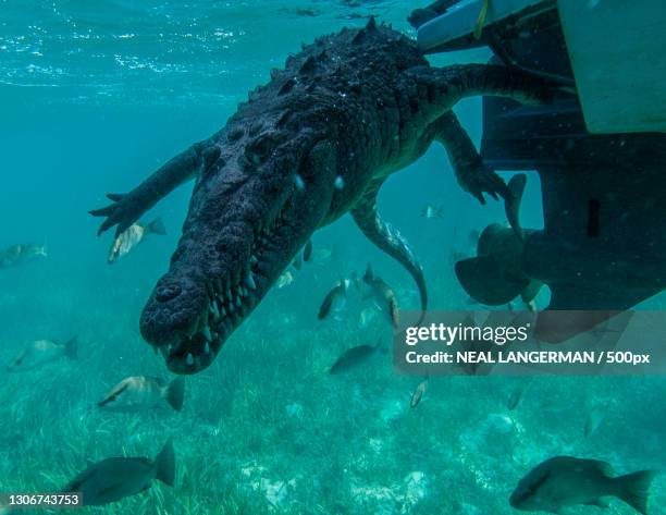 senior man snorkeling in sea - australian saltwater crocodile ストックフォトと画像