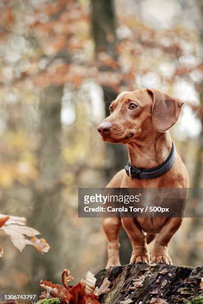 close-up of dachshund looking away while standing on autumn leaves,berlin,germany - leaflitter stock-fotos und bilder