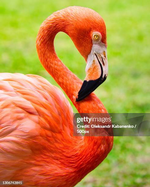 close-up of greater flamingo,nassau,bahamas - greater flamingo stock-fotos und bilder