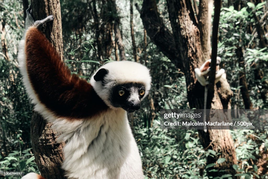 Close-up of coquerels sifaka looking away while sitting in forest,Madagascar