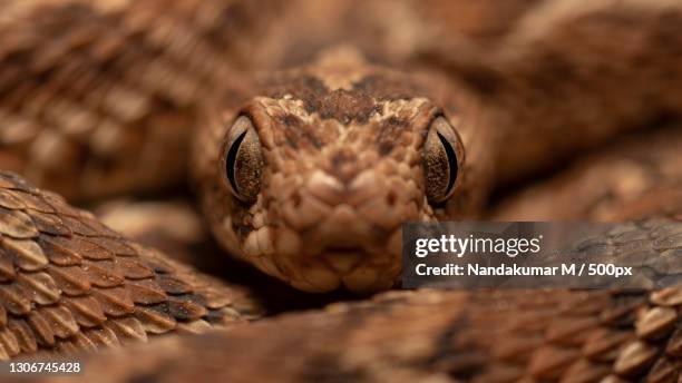 close-up portrait of lizard - vipera foto e immagini stock