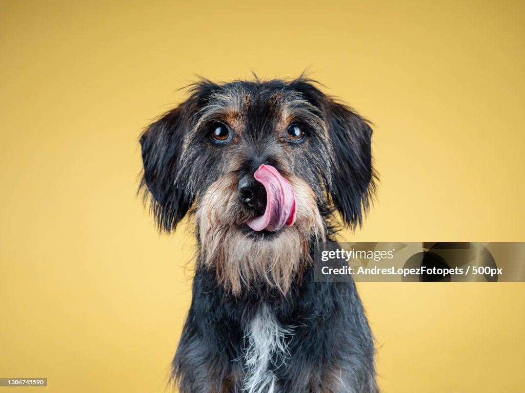 Close-up of dachshund against yellow background,Madrid,Spain