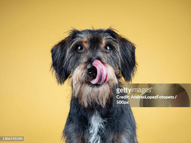 close-up of dachshund against yellow background,madrid,spain - dog stock pictures, royalty-free photos & images