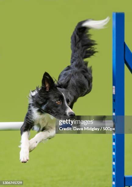 close-up of purebred dog playing on ladder against green background,united kingdom,uk - dog agility stock pictures, royalty-free photos & images