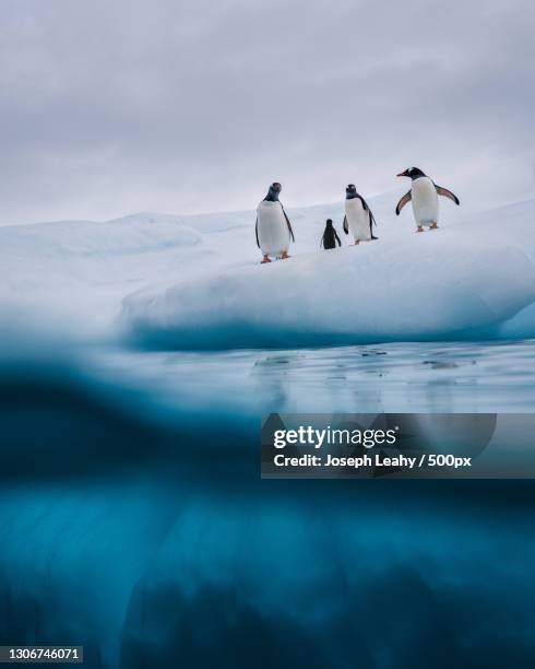 low angle view of penguins on iceberg against sky,antarctica - antarctica people stock pictures, royalty-free photos & images