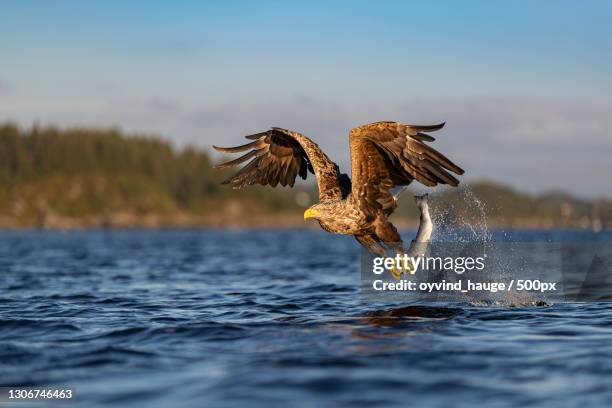 close-up of white flying over lake,herdlo,norway - 海雕 個照片及圖片檔