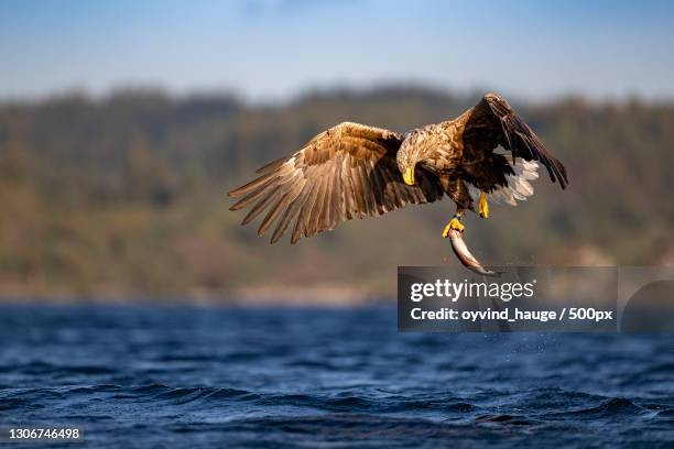 close-up of white flying over sea,herdlo,norway - 白尾鷹 海雕 個照片及圖片檔