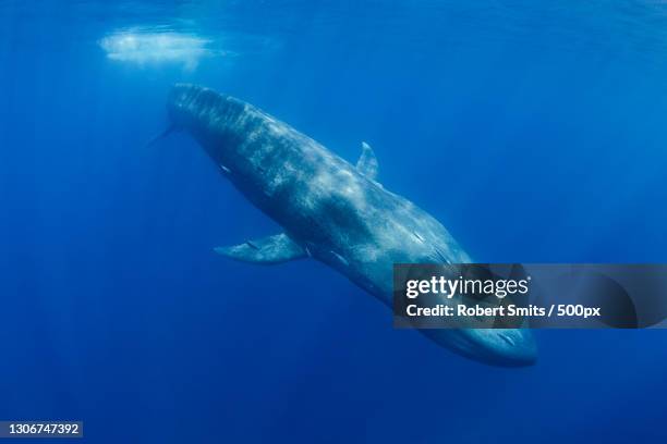 close-up of fish swimming in sea,trincomalee,sri lanka - blue whale stock-fotos und bilder