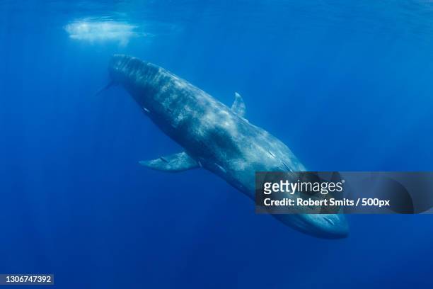 close-up of fish swimming in sea,trincomalee,sri lanka - blue whale stockfoto's en -beelden