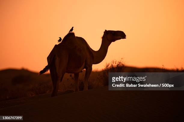 silhouette of dromedary camel walking on sand dune against sky during sunset - dromedary camel bildbanksfoton och bilder