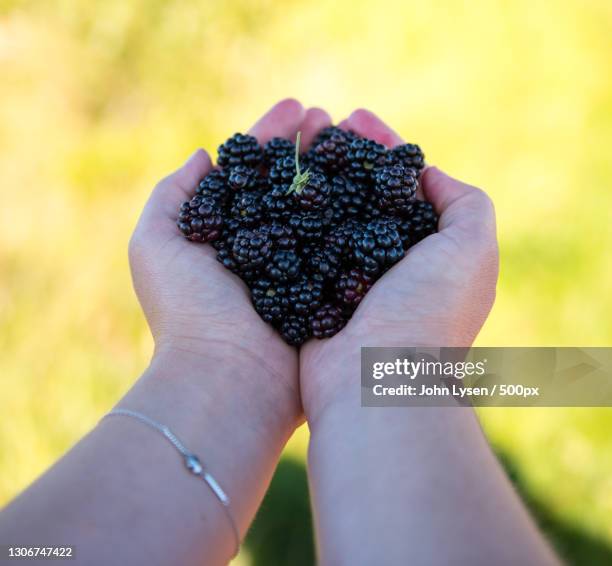 Picking Blackberries Fruit Photos and Premium High Res Pictures - Getty ...