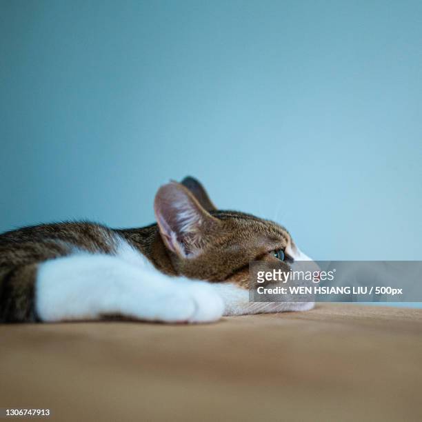 close-up of cat lying on bed against wall - cat bored stock-fotos und bilder