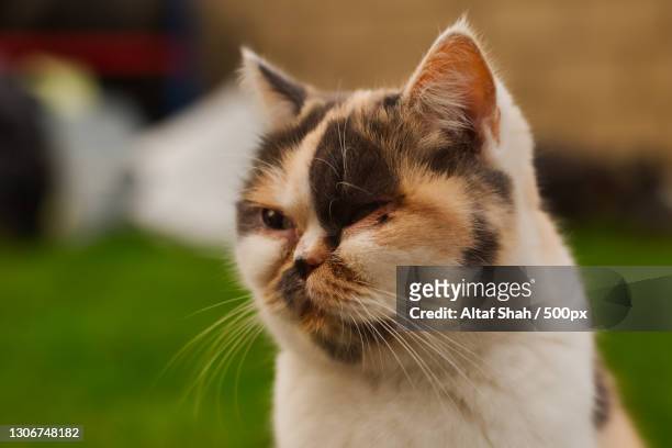 close-up of cat looking away,luton,united kingdom,uk - exotic shorthair cat stock-fotos und bilder
