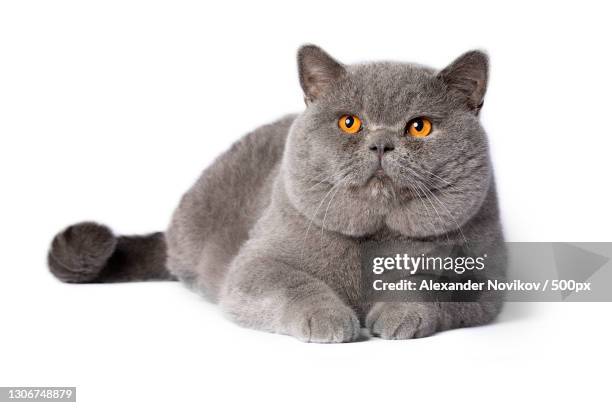 close-up portrait of cat sitting against white background,russia - grey kitten stock pictures, royalty-free photos & images