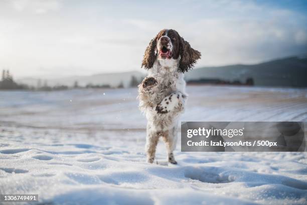 a spaniel running on the snow,hakadal,norway - english springer spaniel stockfoto's en -beelden