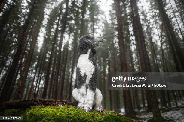 low angle view of standard poodle standing in forest,hakadal,norway - standard poodle stock pictures, royalty-free photos & images