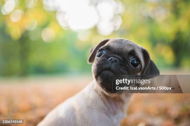 Question Mark Pug Cute Question Marks Photos and Premium High Res Pictures - Getty Images