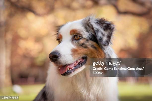 close-up of australian shepherd looking away - australian shepherd stock-fotos und bilder